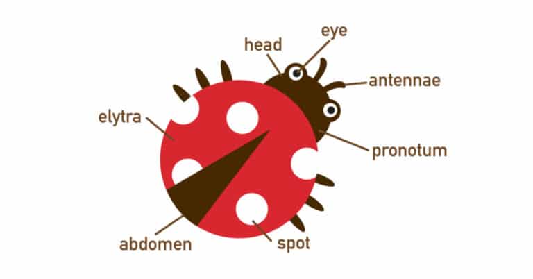 Ladybug Science Fair Info