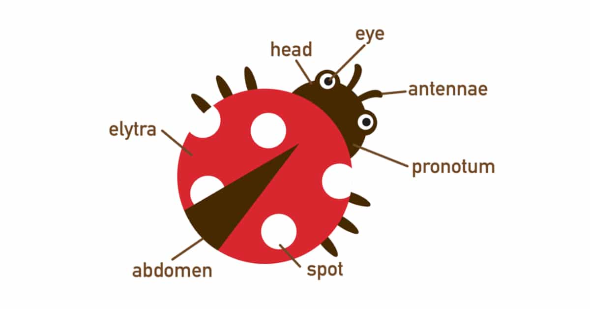 Ladybug Anatomy 1