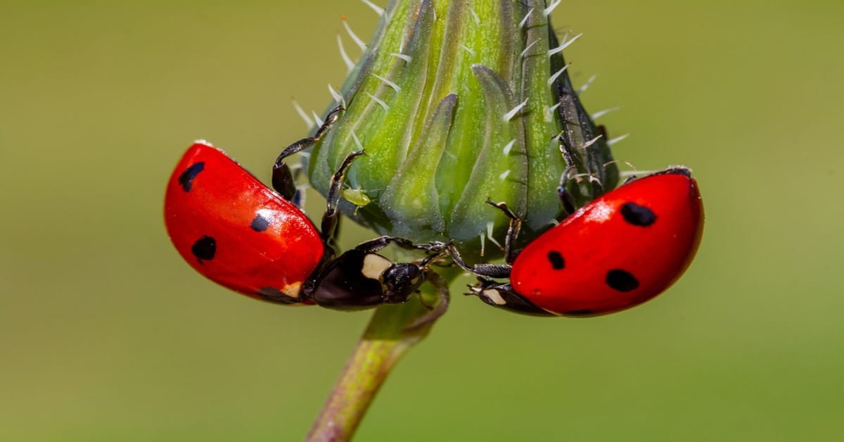 Ladybug Eating Aphids