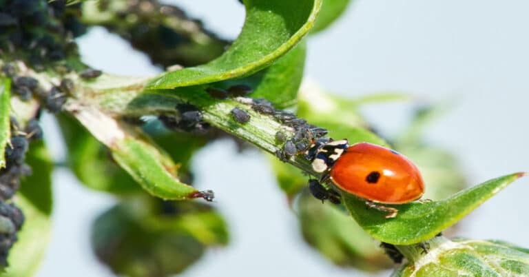Ladybugs Helping Gardeners