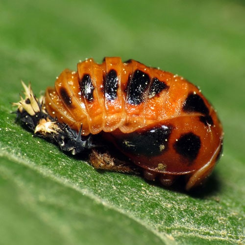 Ladybug Emerging From Pupa