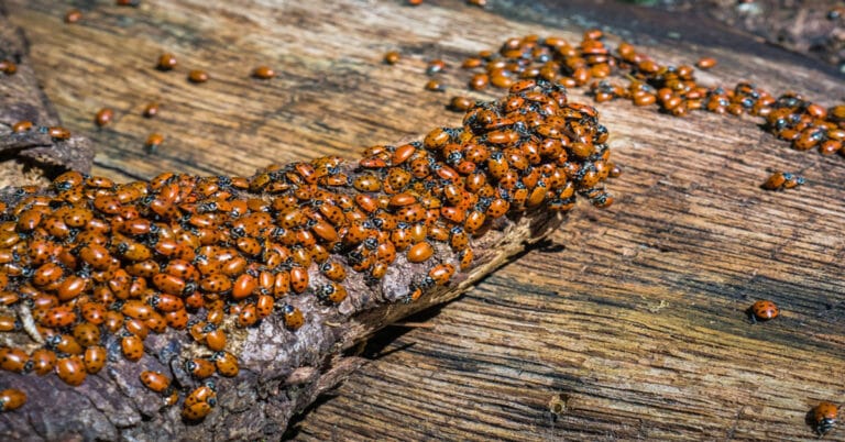 Ladybug Infestation – There’s Ladybugs In My House