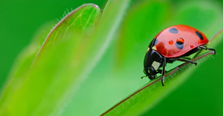 The Ladybug – Everything You Need To Know