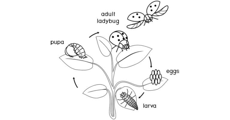 Ladybug Life Cycle Coloring Page
