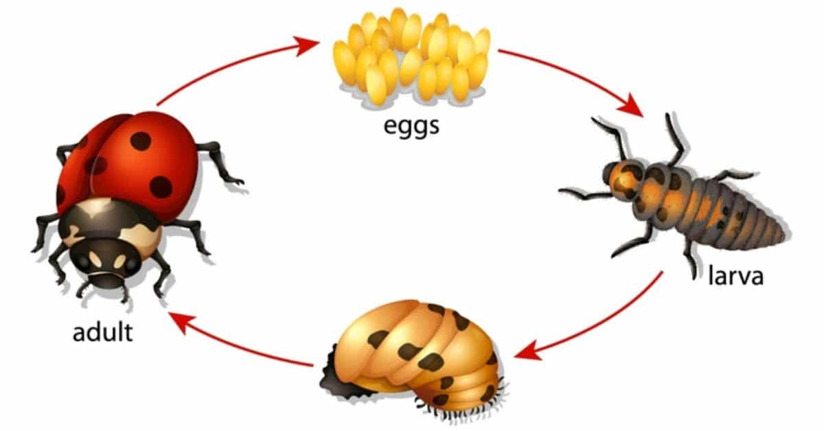Arriba 64+ imagen ladybug life cycle for kids