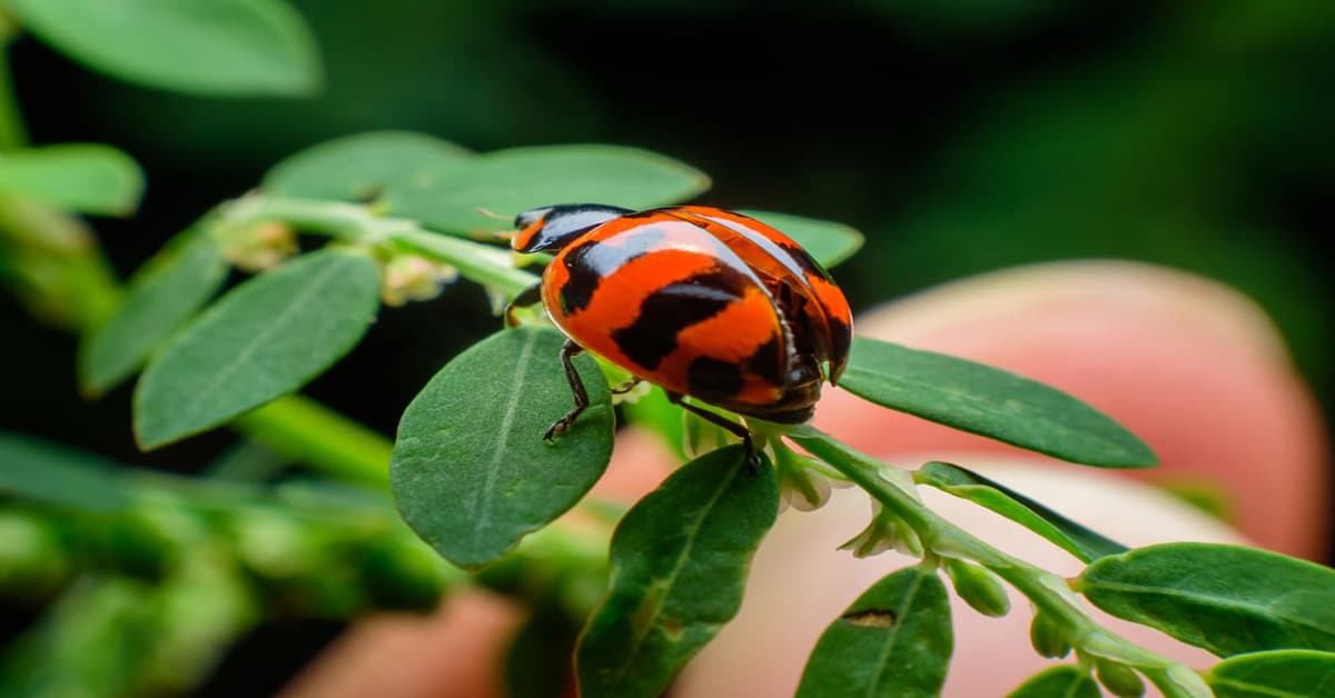 Ladybug with Stripes
