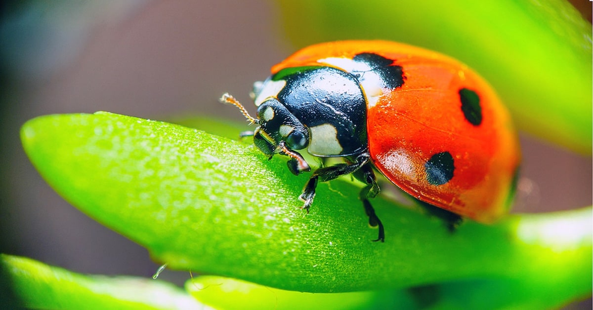 Ladybug Pictures Learn About Nature