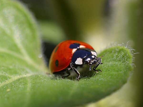 Lucky Animals in European Myths: Find Your Fortune Totem - Learn About ...