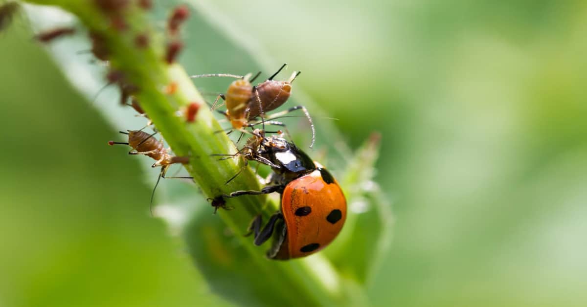 Ladybugs Eating