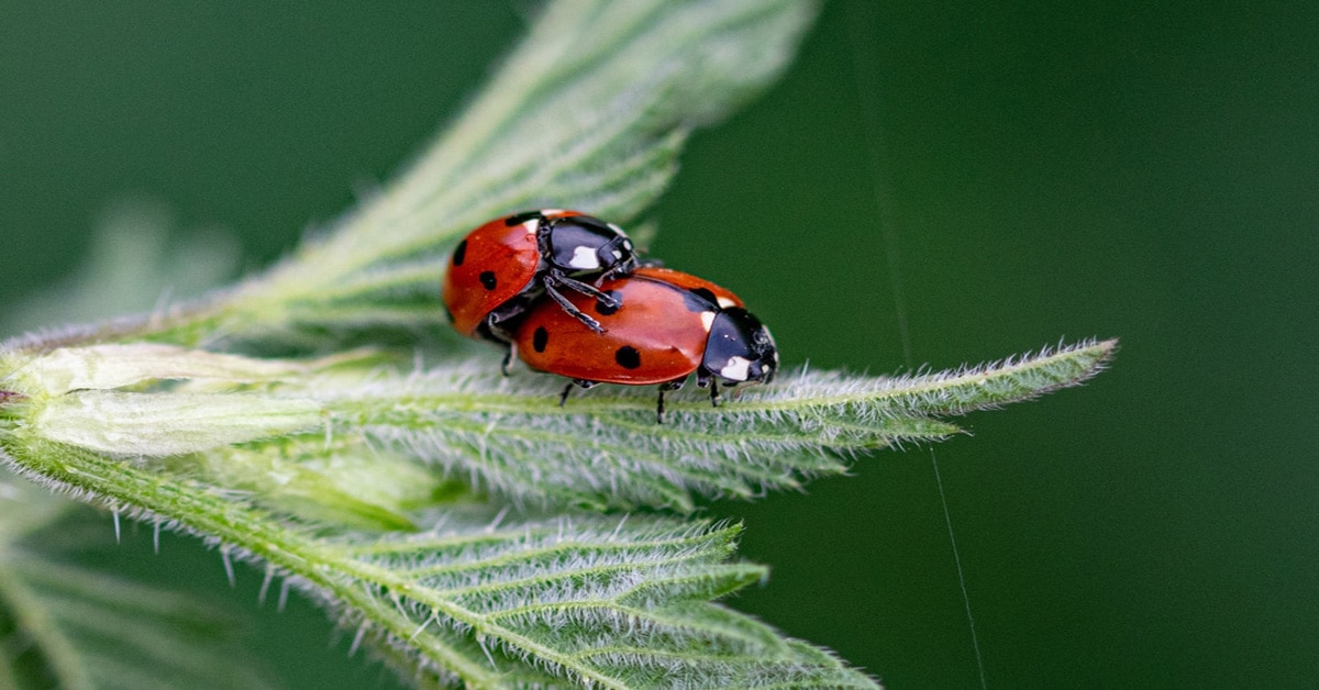 Ladybugs Mating