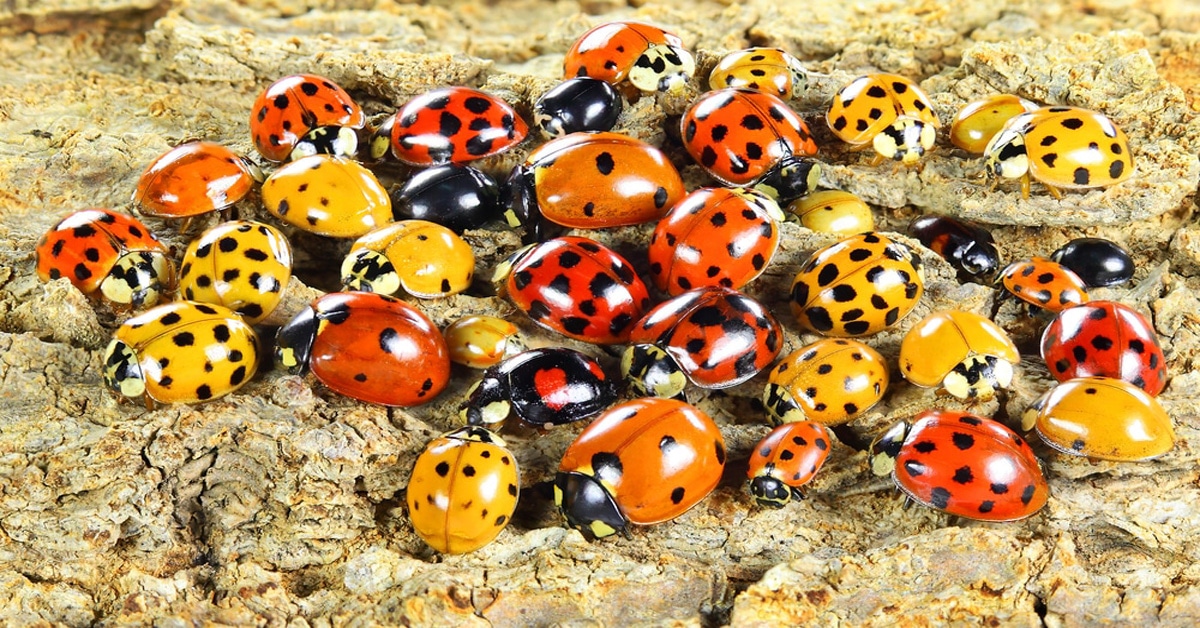 Ladybugs with Spots