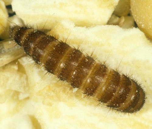 Larvae of the Carpet Beetle