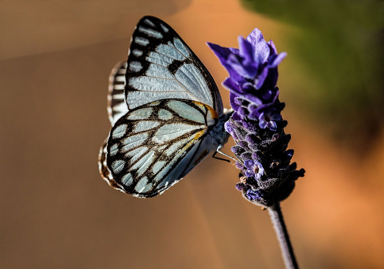 Lavender and Butterfly