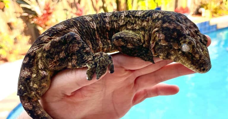 Leachie Gecko – The Captivating Creatures of the Reptile World