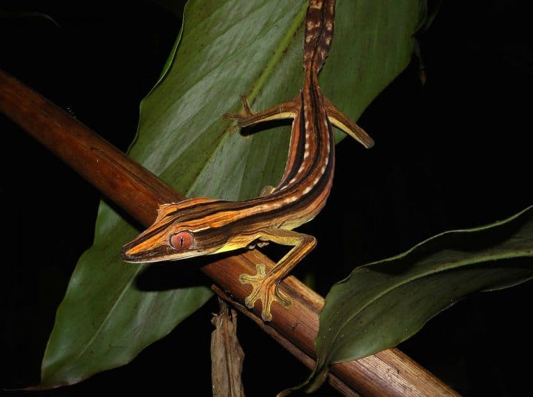 Leaf-Tailed Geckos – Make Excellent Pets