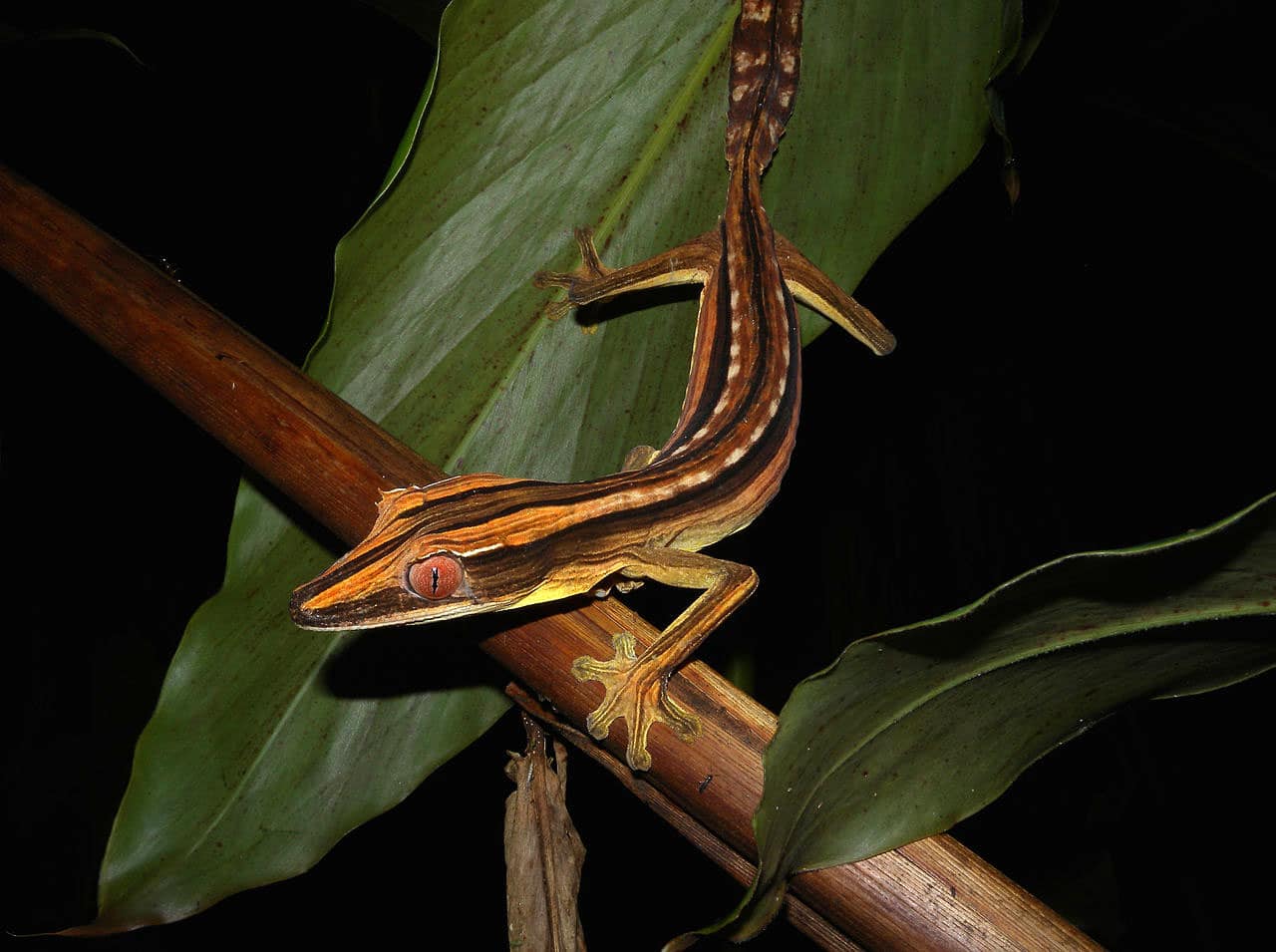 Leaf-Tailed Geckos