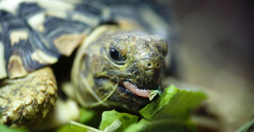 Leopard Tortoise The Fourth Largest Tortoise In The World Learn About Nature,Purple Chinese Eggplant Recipes