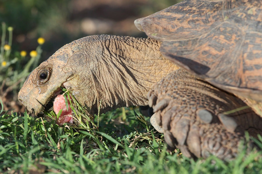 Leopard Tortoise Eating Grass
