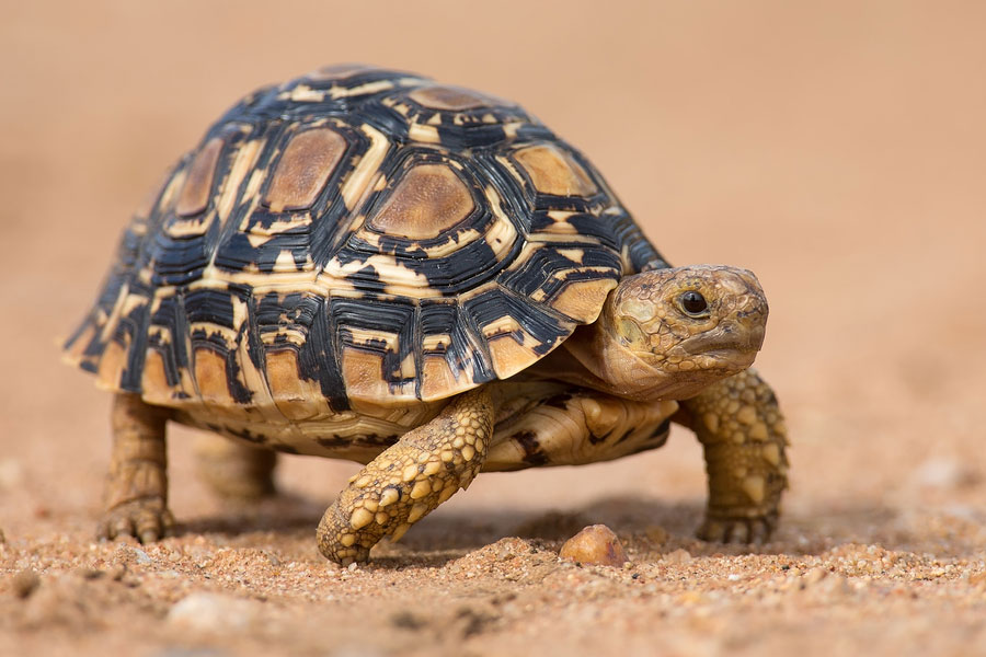 Quick Facts About Leopard Tortoise - Learn About Nature