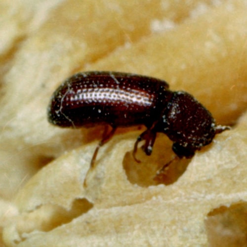 False Powderpost Beetle