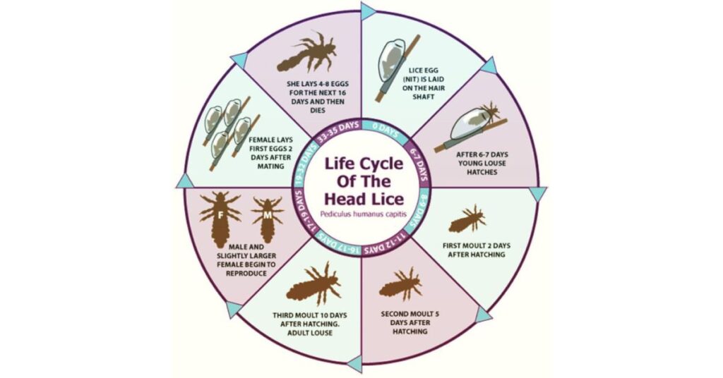 Lice Life Cycle