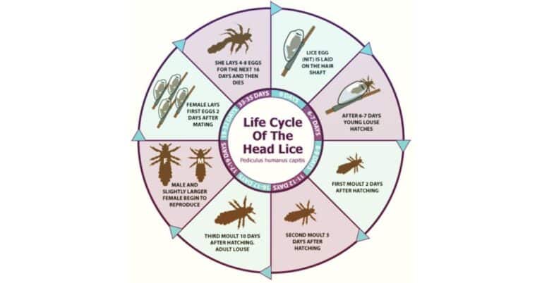Lice Life Cycle – Overview of Development Stages