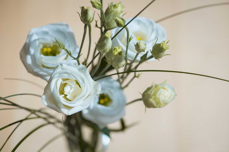 Lisianthus – Symbolizing an Outgoing Nature and Appreciation