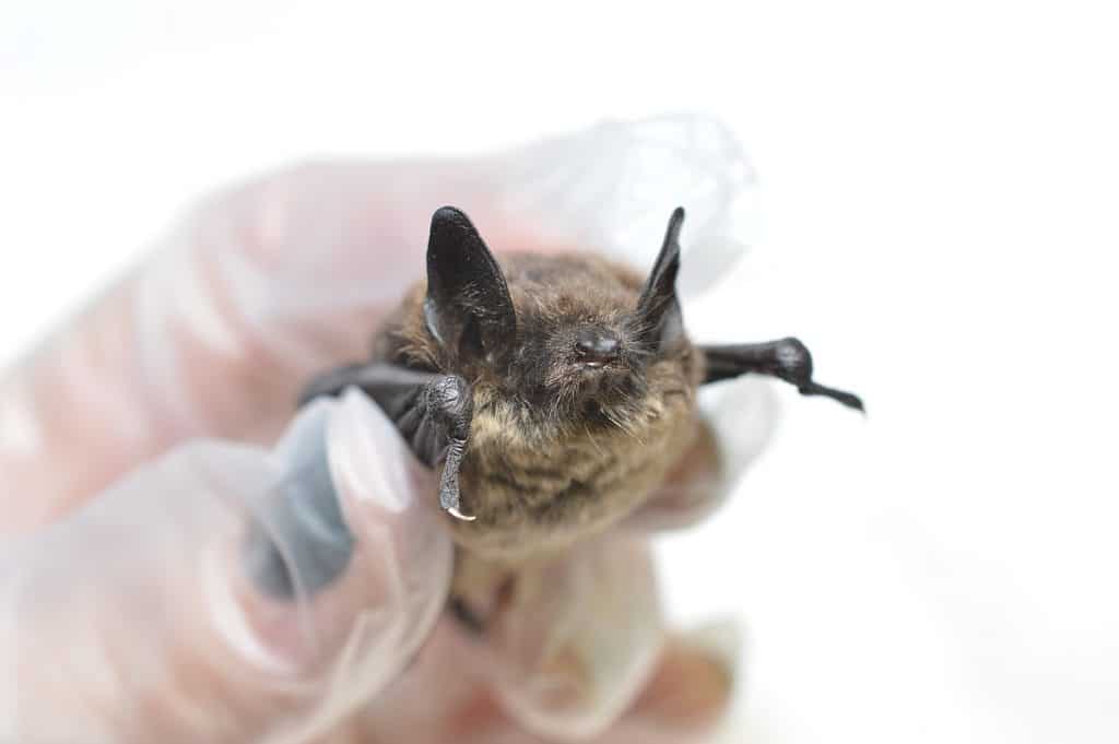 Little Brown Bat