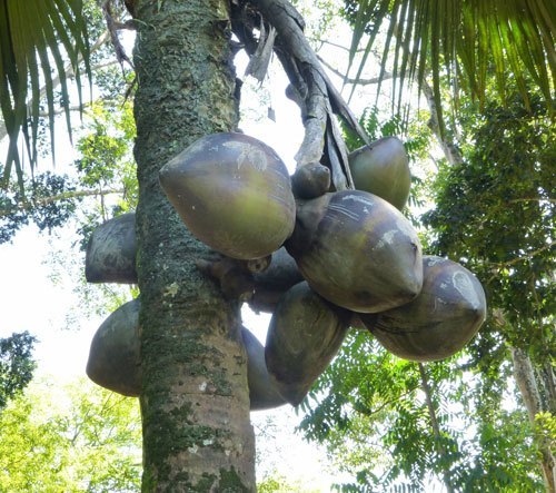 Palm Tree Fruit
