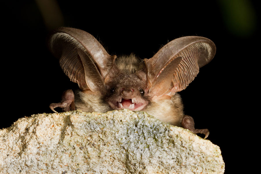 Long Eared Bats