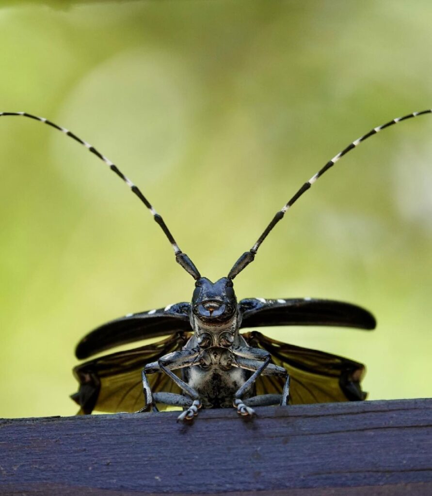 Long Horned Beetle