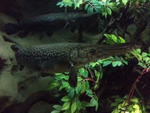Longnose Gar Fish