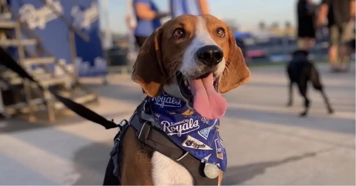 MLB Bark in the Park Events