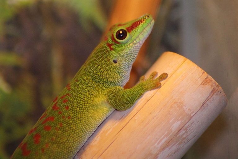 Day Geckos: Not Suitable Pets For Beginners