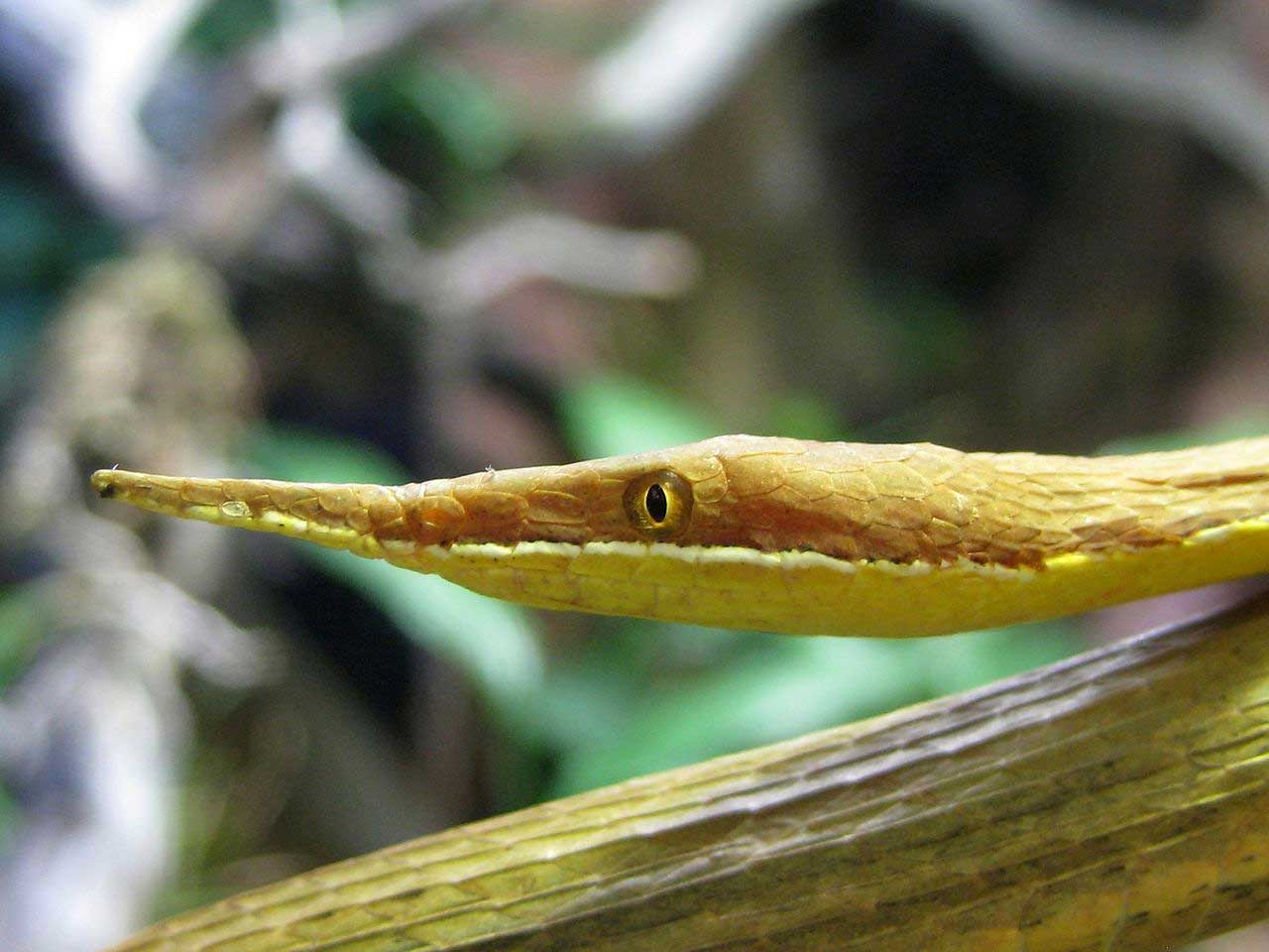 Malagasy Leaf-nosed Snake