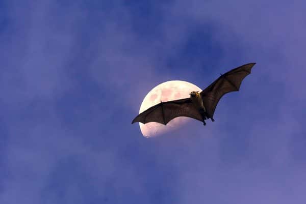 bat in sky with moon