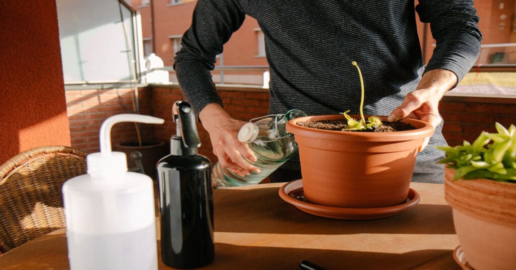 Man Watering Carnivorous Plant