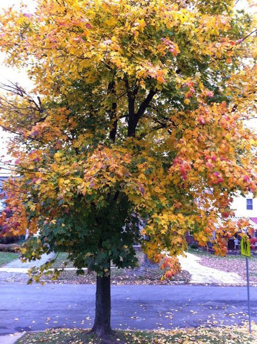Maple Tree in fall