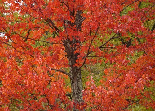 Maple_tree_in_red - Learn About Nature