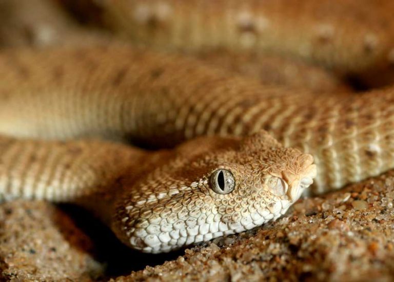 Types of Snakes: Viperidae (Vipers)