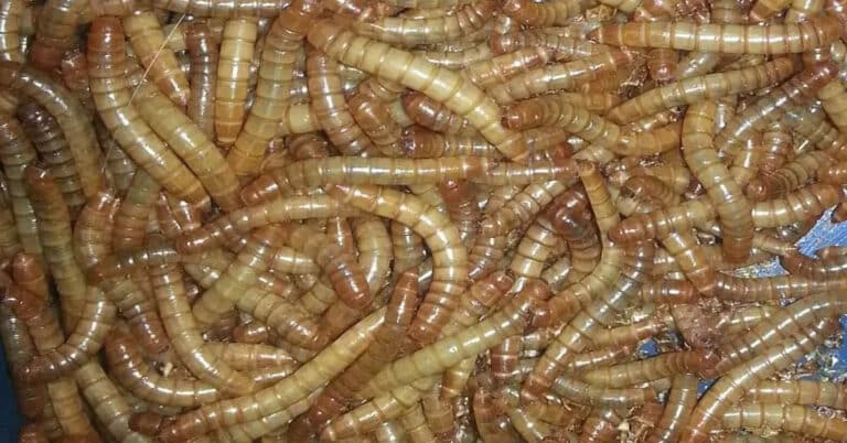 Mealworm Life Cycle – Transformation From Egg To Darkling Beetle