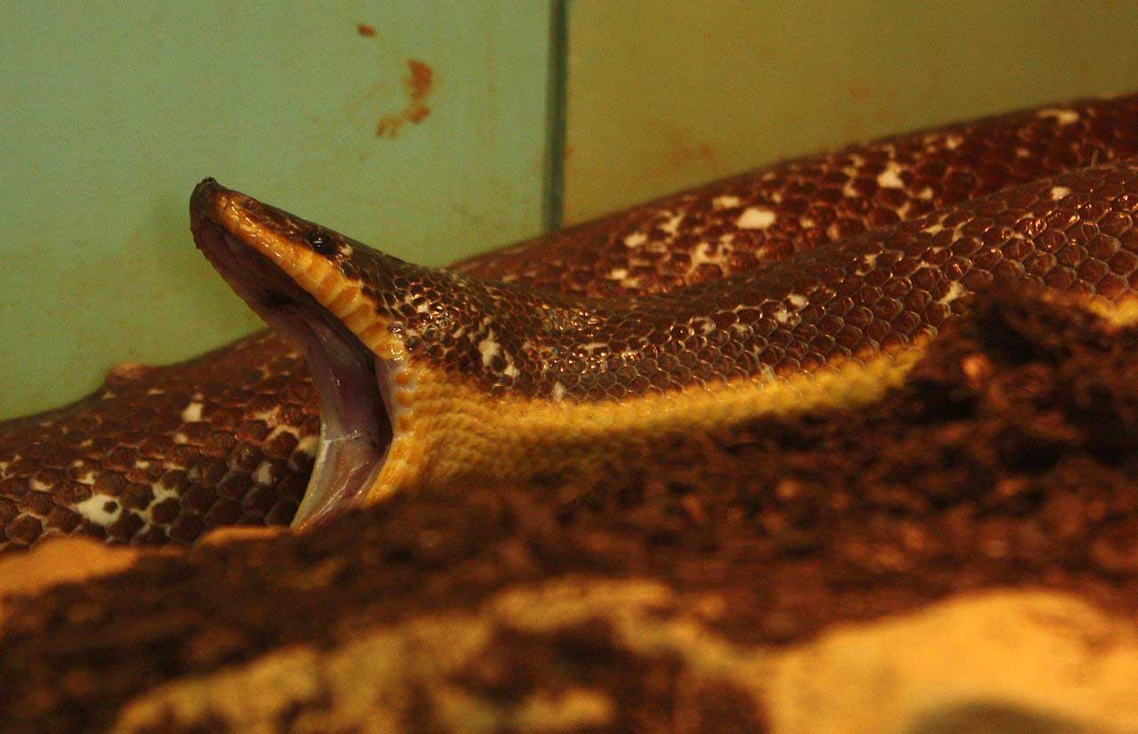 Mexican Burrowing Python