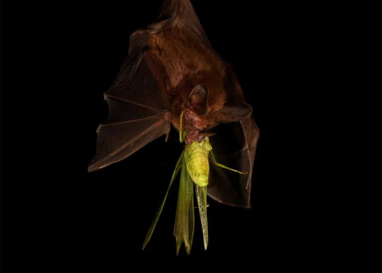 Bats: The Best Insecticide