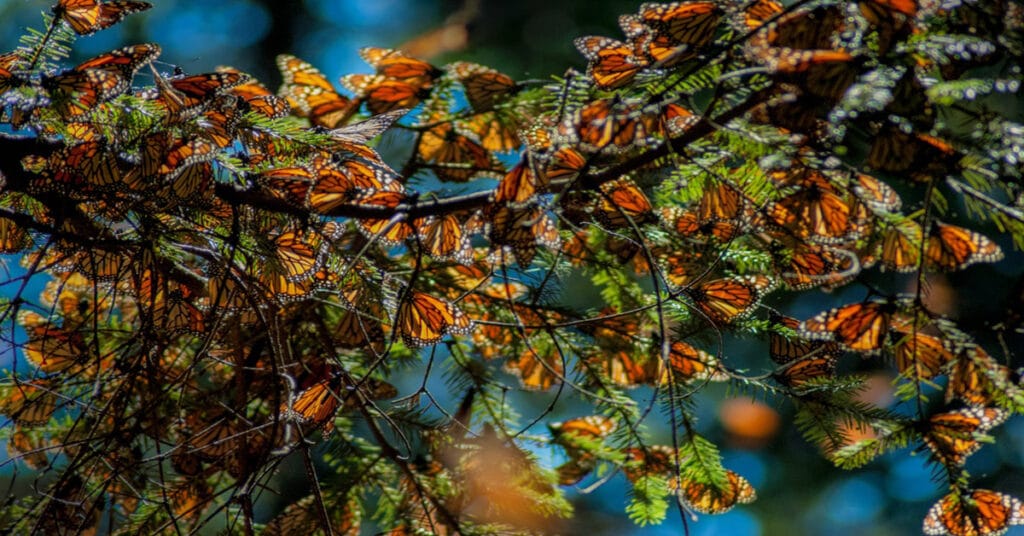 Monarch Butterflies