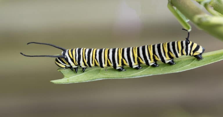 Monarch Butterfly Caterpillars