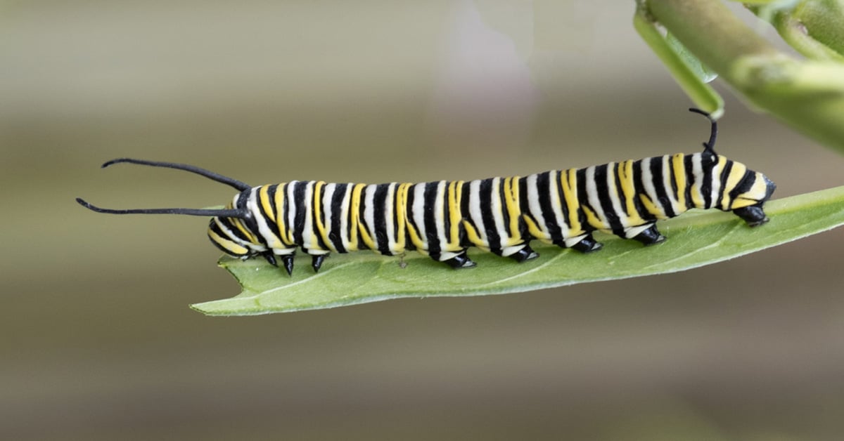 Monarch Butterfly Caterpillars 1