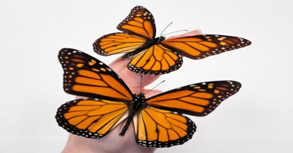 Monarch Butterfly Life Span