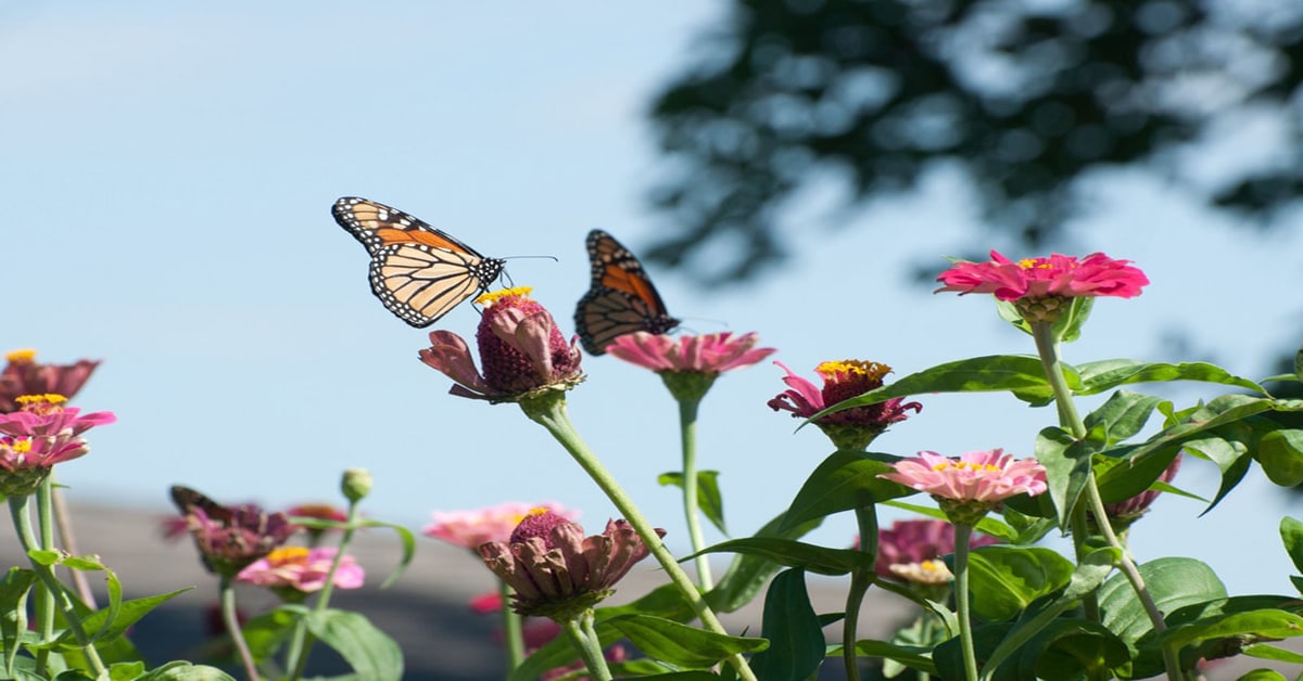 Monarch Butterfly pair feeding on Zinnia Flowers