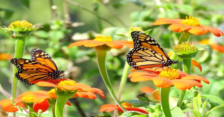 Butterfly Garden Decor