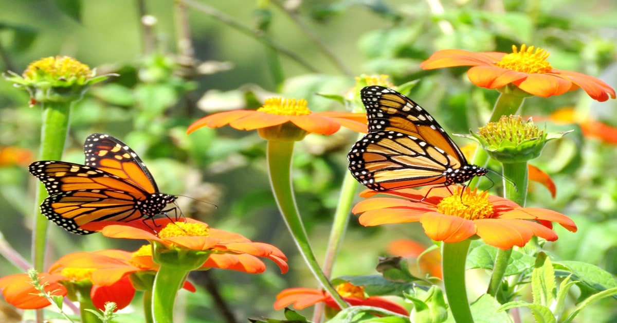 Monarch butterflies on a flowers in garden